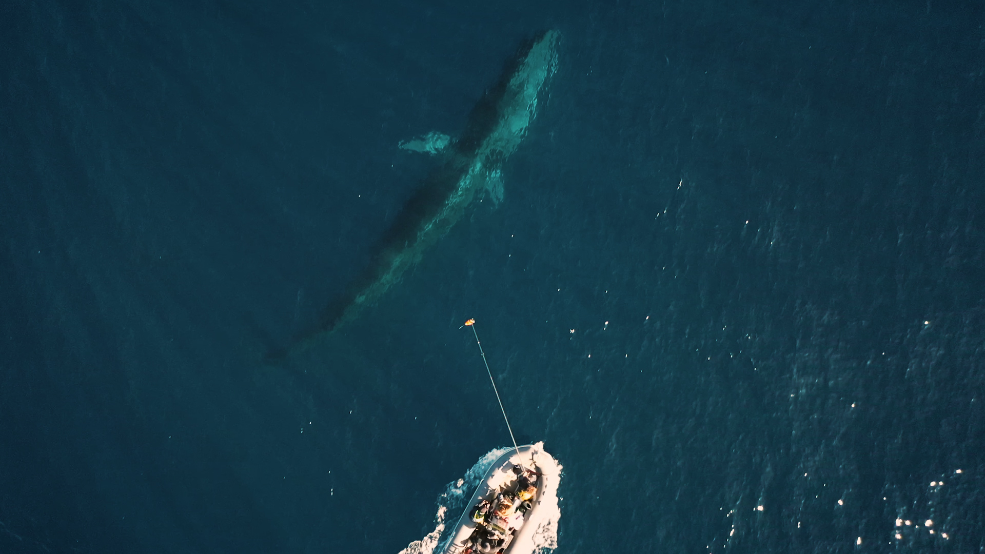 Image vue du ciel d'un rorqual commun qui apparait des fonds marins avec le bateau de l'équipe WWF qui arrive à sa hauteur